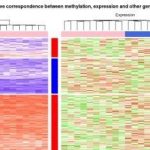 高大上的甲基化和表達譜聯合分析熱圖展示實例