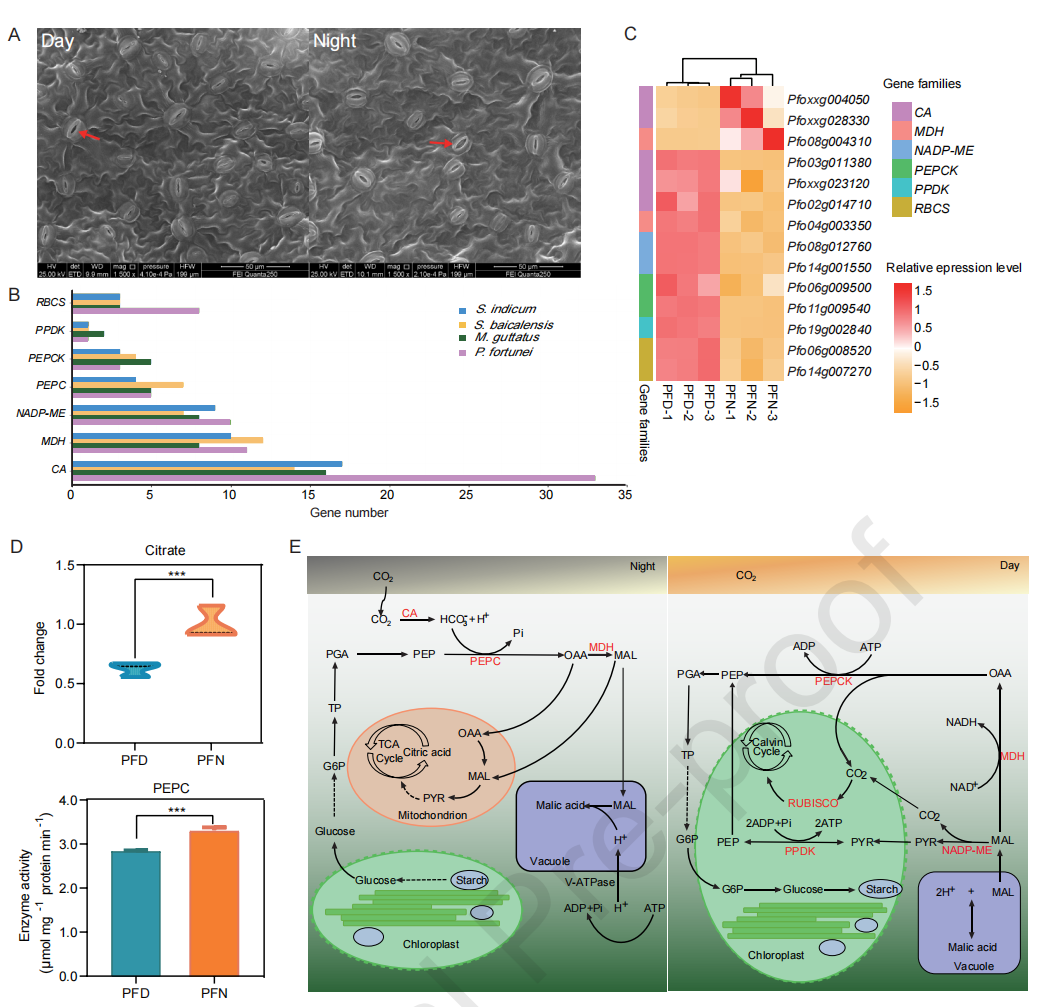 圖3 白花泡桐CAM光合作用途徑