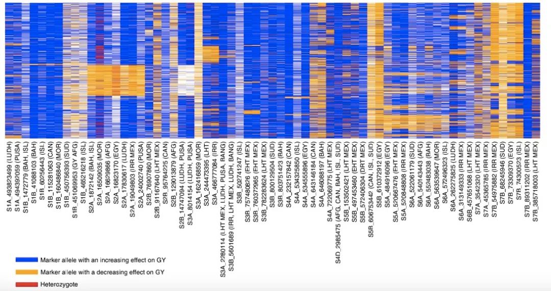 小麥指紋圖譜分析