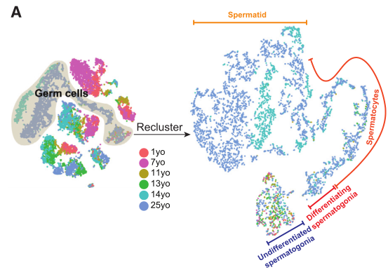人睪丸生殖細胞亞群及分化軌跡鑒定 人睪丸生殖細胞亞群及分化軌跡鑒定