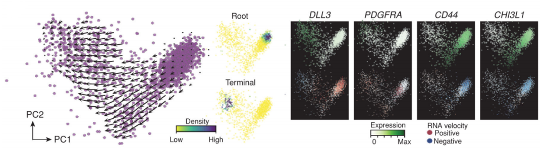 膠質母細胞瘤干細胞樣細胞分化軌跡 膠質母細胞瘤干細胞樣細胞分化軌跡