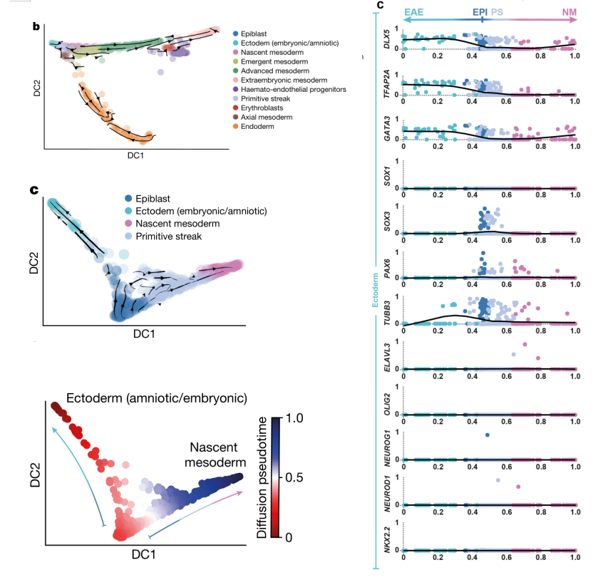 RNA速度分析解析原腸胚分化軌跡 RNA速度分析解析原腸胚分化軌跡