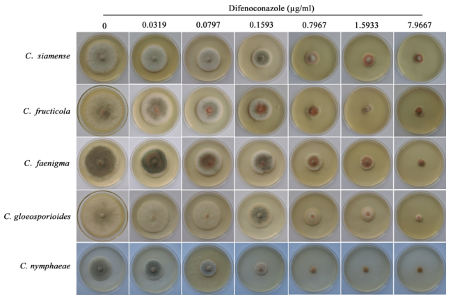 五種炭疽菌在添加不同濃度苯醚甲環唑的PDA培養基上的形態特征