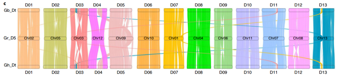 陸地棉和海島棉D亞基因組與雷蒙德氏棉（DD型）基因組共線性分析