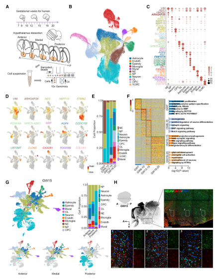 人類發育中的下丘腦細胞類型的分子表達譜