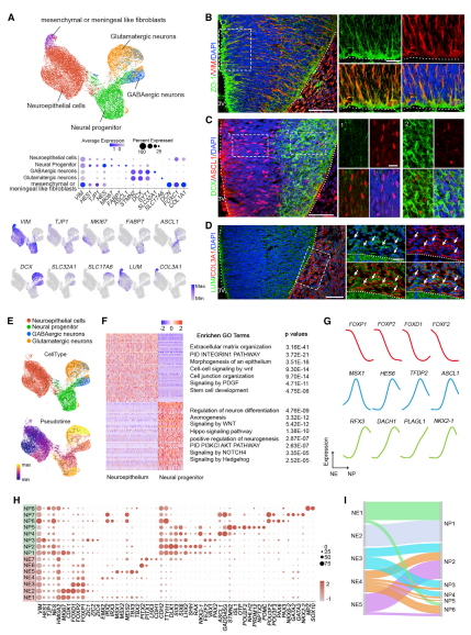 早期下丘腦NE和祖細胞的分子異質性