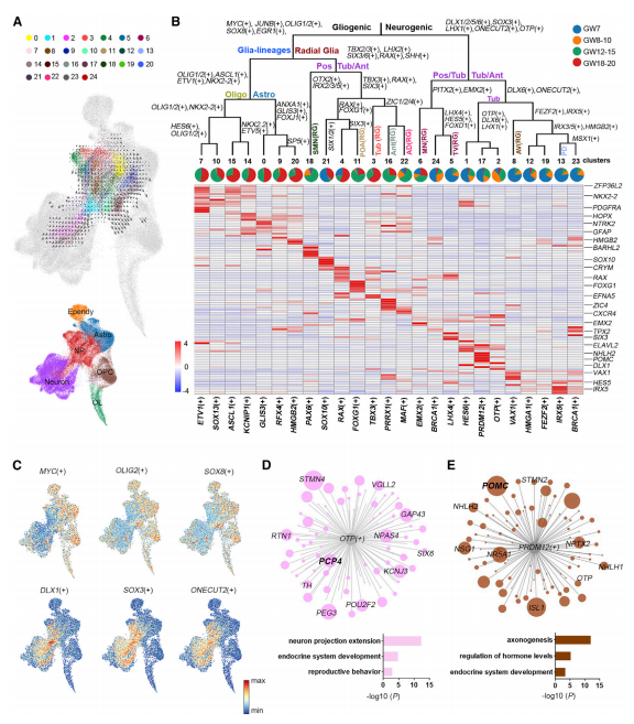 由調節子調節的下丘腦祖細胞的發育多樣化