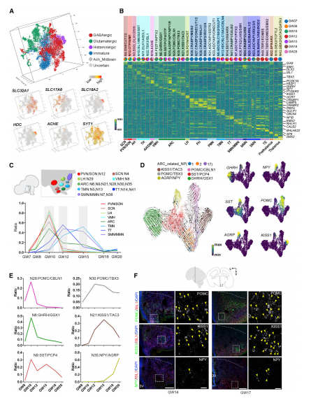 轉錄不同的神經元亞群