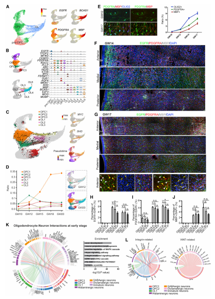 OL成熟過程中的轉錄動力學