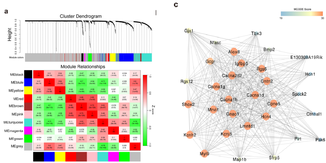 圖8?利用WGCNA分析小鼠竇房結細胞基因共表達調控網絡[14]
