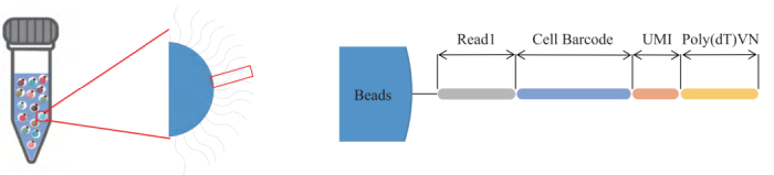 圖3：引物結構示意圖。