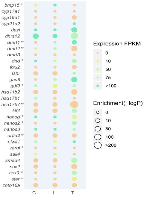 氣泡圖基于 RNA-seq DEG 的表達(dá)水平和 ATAC-seq 富集基序