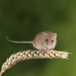 Nature Communications | 全長轉錄組助力重慶醫(yī)科大學成功解析可變剪切新機制