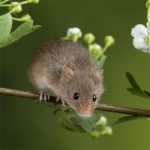 IF=26.7 | 酸味竟然能緩解肝臟損傷？科學家揭秘“酸入肝”的科學依據！