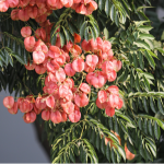 PBJ | 無患子屬全基因組多樣性圖譜被成功構建