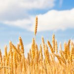 山東省農業(yè)科學家成功繪制小麥基因組從“頭”到“尾”無缺口的精確組裝