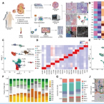 項目文章 | 時空多組學技術助力科學家團隊在國際著名期刊發(fā)表最新成果