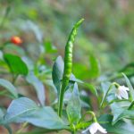 項目文章 | 突破性成果！辣椒基因組調控元件圖譜被系統(tǒng)繪制