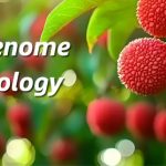 廣東省農科院聯合華南農大、中國熱帶農科院在荔枝資源群體遺傳和果實性狀形成方面取得重要進展