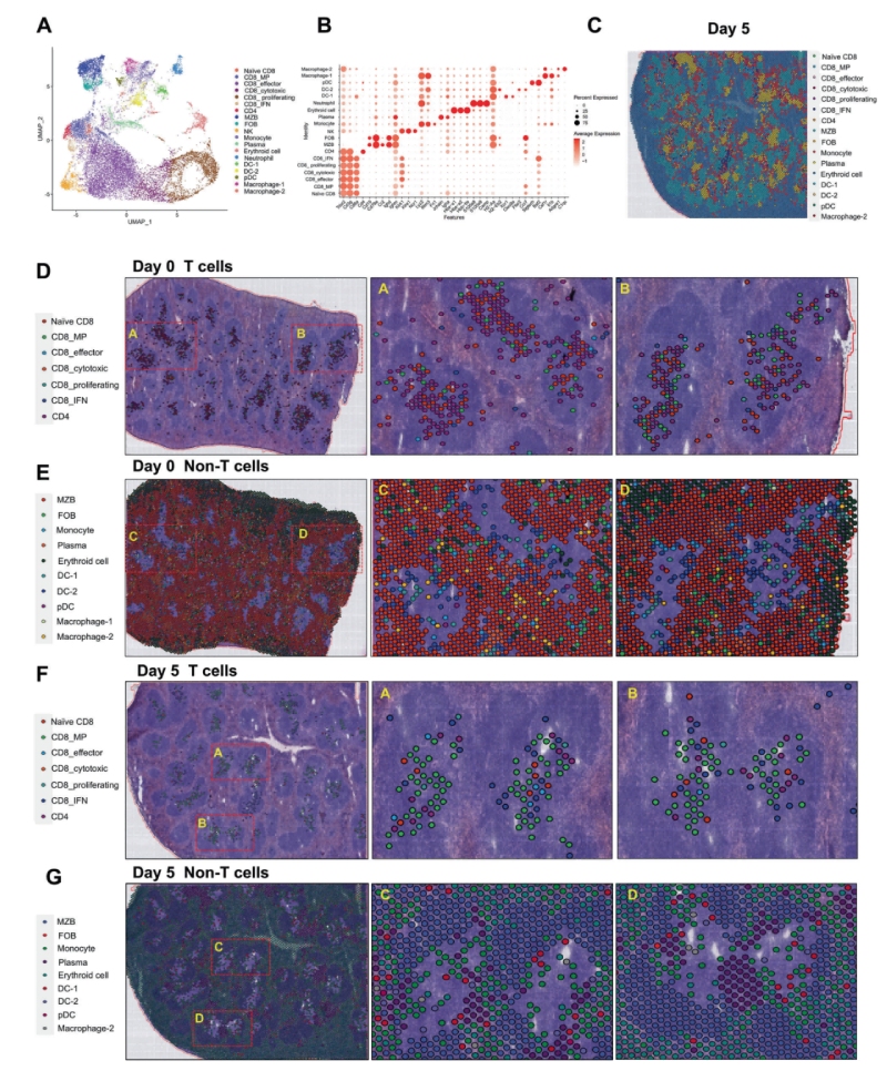 研究結果三:跨組織區(qū)域細胞亞群的鑒定和空間圖譜